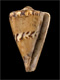 Click to see a larger version of this image (Conus capitaneus  Linnaeus, 1758 Primary Type Image)