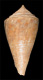 Click to see a larger version of this image (Conus capricorni  Van Mol.Tursch & Kempf, 1967 Primary Type Image)