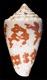 Click to see a larger version of this image (Conus cedonulli caracanus  Hwass in Bruguière, 1792 Primary Type Image)