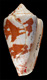 Click to see a larger version of this image (Conus cedonulli caracanus  Hwass in Bruguière, 1792 Primary Type Image)