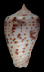 Click to see a larger version of this image (Conus puncticulatus cardonensis  Vink, 1990 Primary Type Image)