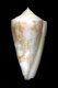 Click to see a larger version of this image