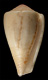 Click to see a larger version of this image (Conus castus  Reeve, 1844 Primary Type Image)