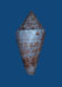 Click to see a larger version of this image (Conus catenatus  Sowerby iii, 1879 Primary Type Image)