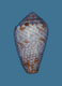 Click to see a larger version of this image (Conus catus  Hwass in Bruguière, 1792 Primary Type Image)