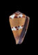 Click to see a larger version of this image (Conus ceciliae  Crosse, 1858 Primary Type Image)