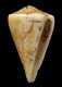 Click to see a larger version of this image (Conus centurio  Born, 1778 Primary Type Image)