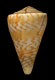 Click to see a larger version of this image (Conus centurio  Born, 1778 Primary Type Image)