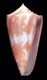 Click to see a larger version of this image (Conus ceruttii  Cargile, 1997 Primary Type Image)