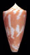 Click to see a larger version of this image (Conus ceruttii  Cargile, 1997 Primary Type Image)