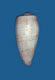 Click to see a larger version of this image (Conus cervus  Lamarck, 1822 Primary Type Image)