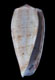 Click to see a larger version of this image (Conus cervus  Lamarck, 1822 Primary Type Image)