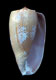 Click to see a larger version of this image (Conus cervus  Sowerby i, 1838 Primary Type Image)