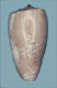 Click to see a larger version of this image (Conus cervus  Sowerby i, 1838 Primary Type Image)