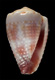 Click to see a larger version of this image (Conus ceylanensis  Hwass in Bruguière, 1792 Primary Type Image)