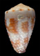 Click to see a larger version of this image (Conus ceylanensis  Hwass in Bruguière, 1792 Primary Type Image)