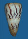 Click to see a larger version of this image (Conus chenui  Crosse, 1857 Primary Type Image)