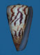 Click to see a larger version of this image (Conus chenui  Crosse, 1857 Primary Type Image)