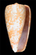 Click to see a larger version of this image (Conus chiapponorum  Lorenz, 2004 Primary Type Image)