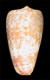 Click to see a larger version of this image (Conus chiapponorum  Lorenz, 2004 Primary Type Image)