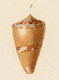 Click to see a larger version of this image (Conus cidaris  Kiener, 1846 Original Figure Image)