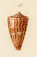 Click to see a larger version of this image (Conus cidaris  Kiener, 1846 Original Figure Image)