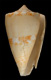 Click to see a larger version of this image (Conus cidaris  Kiener, 1846 Primary Type Image)