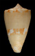 Click to see a larger version of this image (Conus cidaris  Kiener, 1846 Primary Type Image)