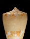 Click to see a larger version of this image (Conus cidaris  Kiener, 1846 Primary Type Image)