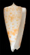 Click to see a larger version of this image (Conus ciderryi  da Motta, 1985 Primary Type Image)