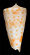 Click to see a larger version of this image (Conus ciderryi  da Motta, 1985 Primary Type Image)