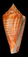 Click to see a larger version of this image (Conus cingulatus  Lamarck, 1810 Primary Type Image)