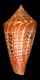 Click to see a larger version of this image (Conus cingulatus  Lamarck, 1810 Primary Type Image)