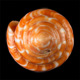 Click to see a larger version of this image (Conus cingulatus  Lamarck, 1810 Primary Type Image)