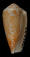 Click to see a larger version of this image (Conus circumsignatus  Crosse, 1865 Primary Type Image)