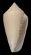 Click to see a larger version of this image (Conus clarus  Smith, 1881 Primary Type Image)