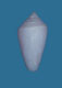 Click to see a larger version of this image (Conus clarus  Smith, 1881 Primary Type Image)