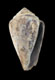 Click to see a larger version of this image (Conus clavatus  Lamarck, 1810 Primary Type Image)