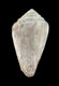 Click to see a larger version of this image (Conus clavatus  Lamarck, 1810 Primary Type Image)