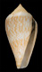 Click to see a larger version of this image (Conus cloveri  Walls, 1978 Primary Type Image)