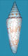 Click to see a larger version of this image (Conus (Cylinder) clytospira  Melvill and Standen, 1899 Primary Type Image)