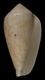 Click to see a larger version of this image (Conus cocceus  Reeve, 1844 Primary Type Image)