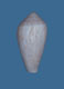 Click to see a larger version of this image (Conus cocceus  Reeve, 1844 Primary Type Image)