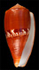 Click to see a larger version of this image (Conus coccineus  Gmelin, 1791 Primary Type Image)