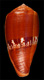 Click to see a larger version of this image (Conus coccineus  Gmelin, 1791 Primary Type Image)