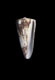 Click to see a larger version of this image (Conus coelinae  Crosse, 1858 Primary Type Image)