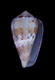 Click to see a larger version of this image (Conus coerulescens  Schröter, 1803 Primary Type Image)