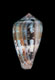 Click to see a larger version of this image (Conus coerulescens  Schröter, 1803 Primary Type Image)