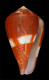 Click to see a larger version of this image (Conus coffeae  Gmelin, 1791 Primary Type Image)