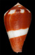 Click to see a larger version of this image (Conus coffeae  Gmelin, 1791 Primary Type Image)